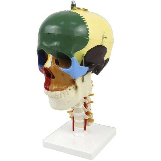 Boyun Omurları Üzerinde Renklendirilmiş Anatomik Kafatası Modeli - 4 Parça
