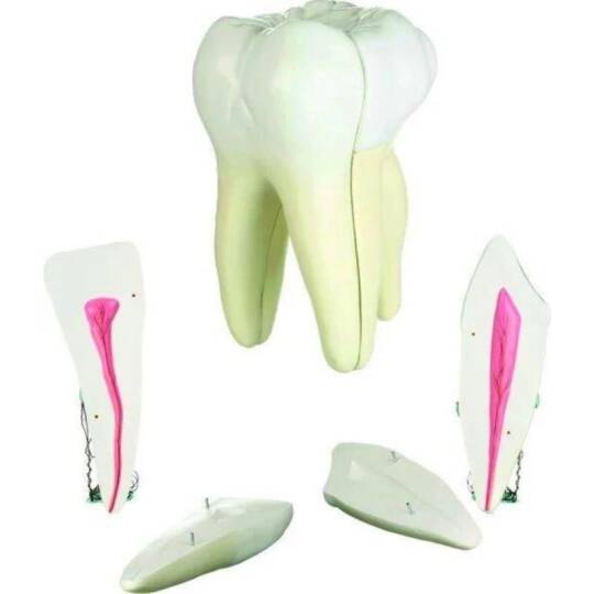 Diş Modelleri Seti 3'lü Set