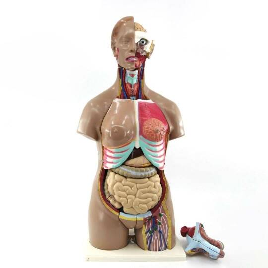 İnsan Vücudu Torso 28 Parça, 85Cm