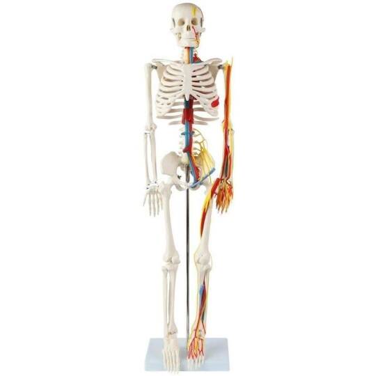 İskelet Modeli (Sinirleri Gösteren Renklendirilmiş 85 Cm )