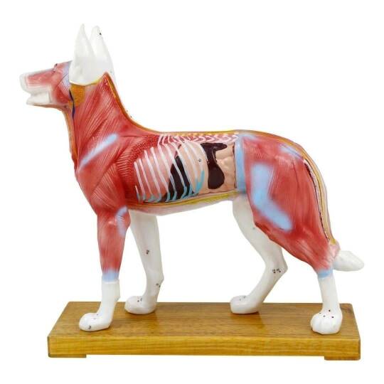 Köpek Modeli