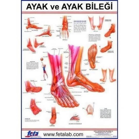 Oscar Ayak Ve Ayak Eklemi Eğitim Plakası