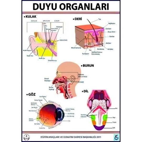 Oscar Beş Duyu Tablosu (Kaplamalı)