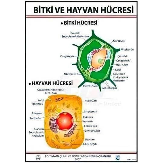 Oscar Bitki Ve Hayvan Hücresi Levhası