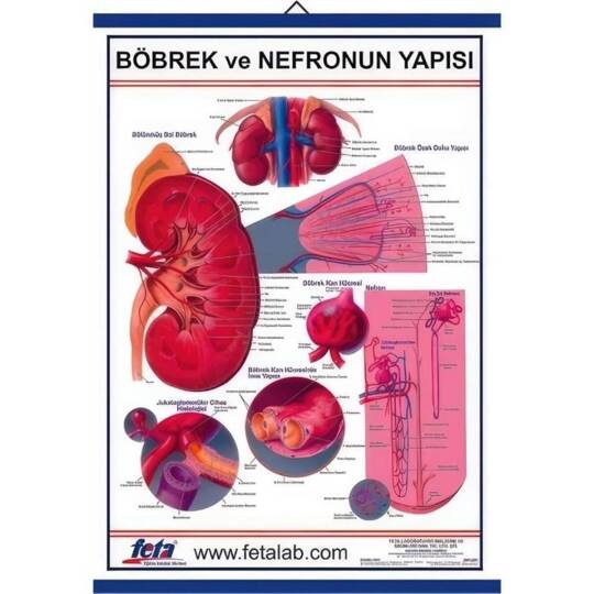 Oscar Böbrek Ve Nefronun Yapısını Gösteren Eğitim Plakası