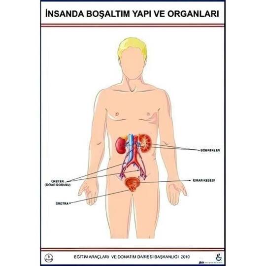 Oscar Boşaltım Sistemi Levhası İnsanda 2