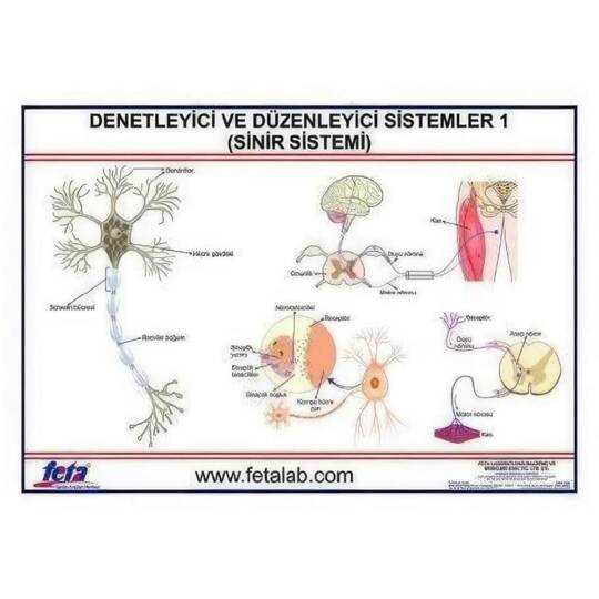 Oscar Denetleyici Ve Düzenleyici Sistemler