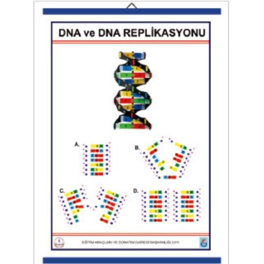 Oscar Dna Ve Dna Replikasyonu Levhası