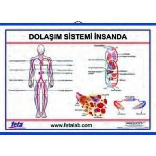 Oscar Dolaşım Sistemi Levhası (insanda)