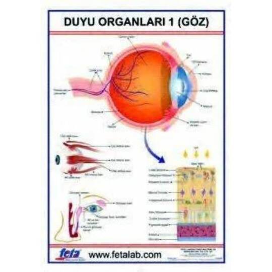 Oscar Duyu Organları 1 Levhası (göz)