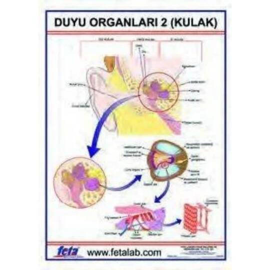 Oscar Duyu Organları 2 Levhası (kulak)