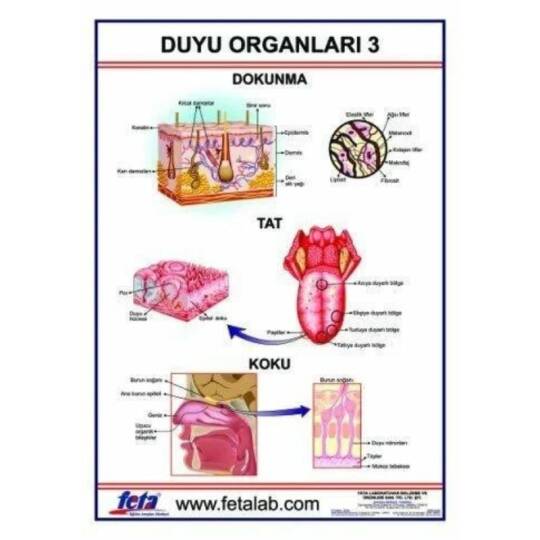 Oscar Duyu Organları 3 Levhası