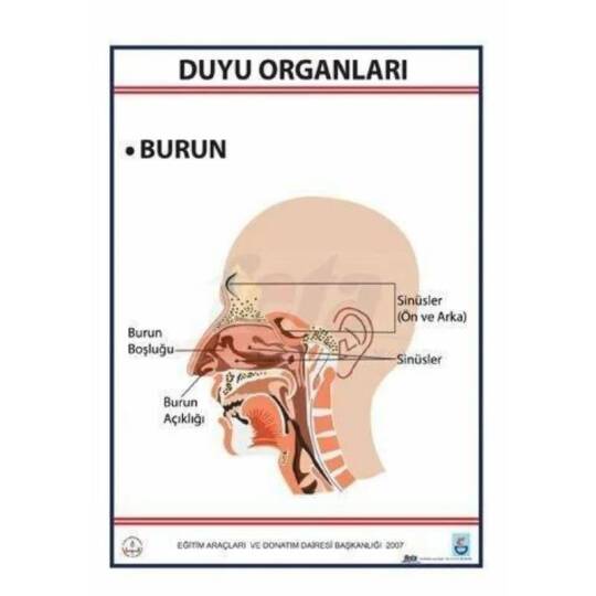 Oscar Duyu Organları Levhası Burun