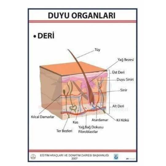 Oscar Duyu Organları Levhası Deri