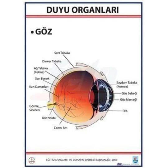 Oscar Duyu Organları Levhası Göz