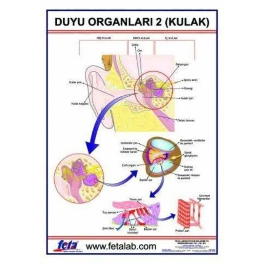 Oscar Duyu Organları Levhası Kulak