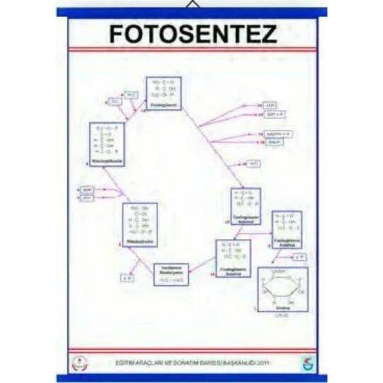Oscar Fotosentez Levhası
