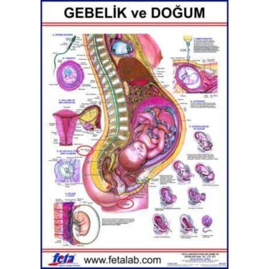 Oscar Gebelik Ve Doğum Eğitim Plakası