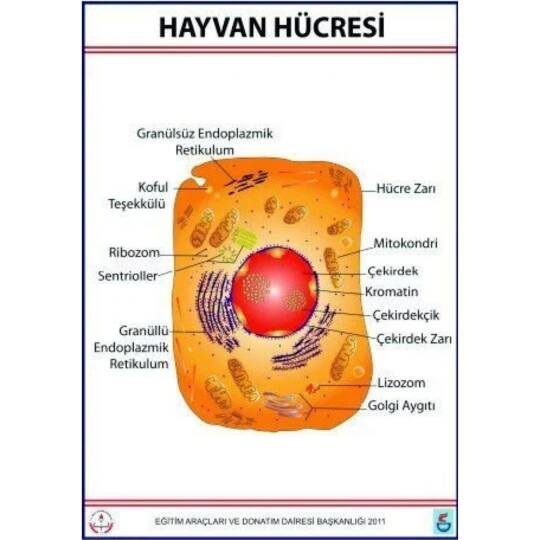 Oscar Hayvan Hücresi Levhası (70X100 Cm)