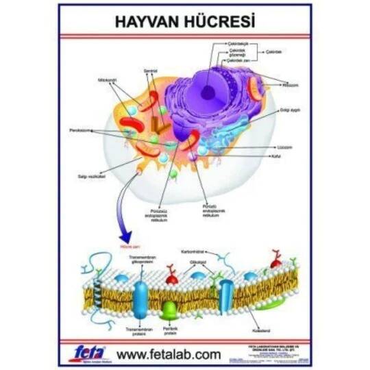 Oscar Hayvan Hücresi Levhası