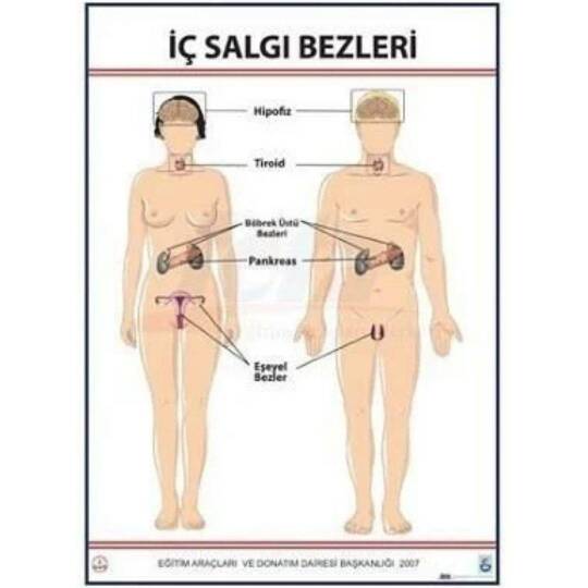 Oscar İç Salgı Bezleri Levhası (70X100 Cm)