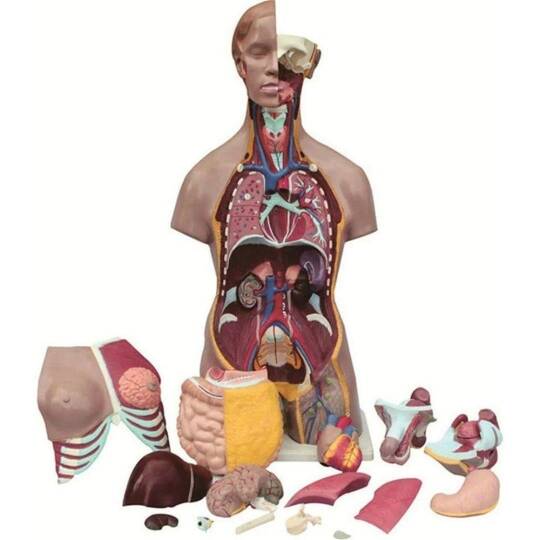 Oscar İnsan Vücudu Torso 19 Parça, 85Cm