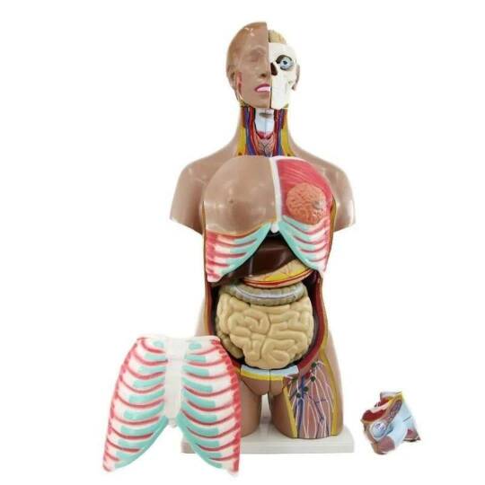 Oscar İnsan Vücudu Torso 52 Parça, 85Cm