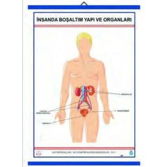 Oscar İnsanda Boşaltım Yapı Ve Organları