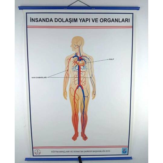 Oscar İnsanda Dolaşım Ve Yapı Organları