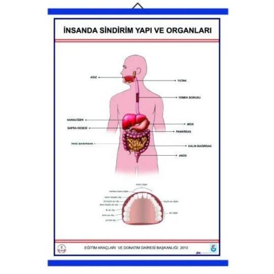 Oscar İnsanda Sindirim Ve Yapı Organları