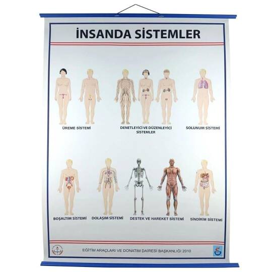 Oscar İnsanda Sistemler Levhası (70X100)