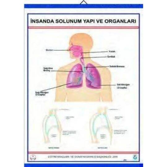 Oscar İnsanda Solunum Ve Yapı Organları