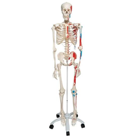 Oscar İskelet Modeli 160 Cm