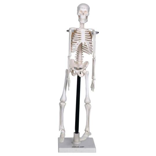 Oscar İskelet Modeli 46 Cm