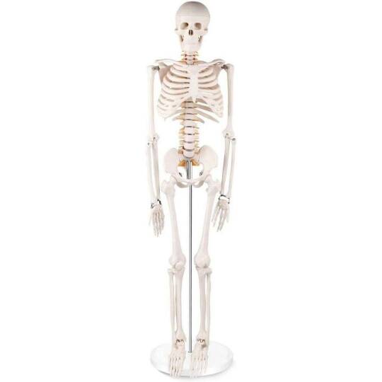 Oscar İskelet Modeli 85Cm