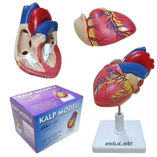 Oscar Kalp Modeli Küçük