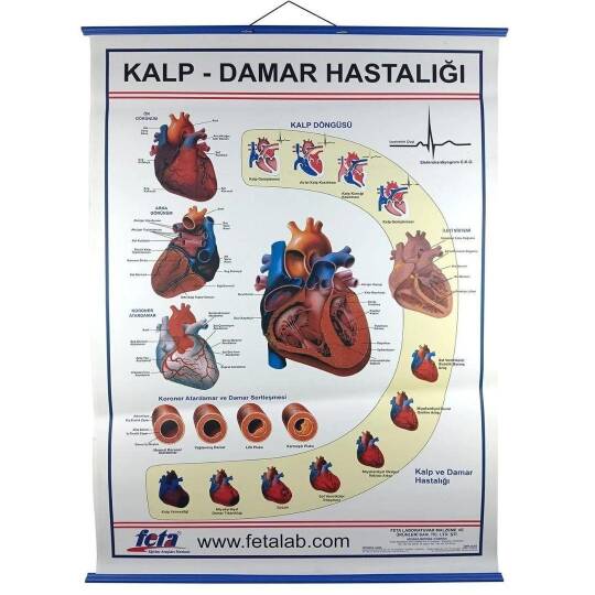 Oscar Kalp Ve Damar Hastalıkları Levhası