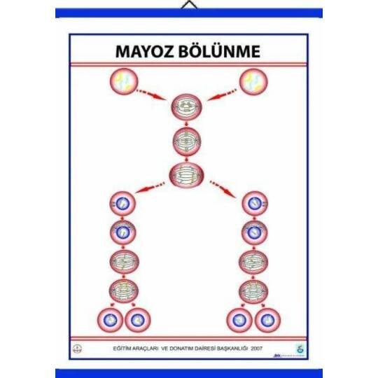Oscar Mayoz Levhası (70X100 Cm)