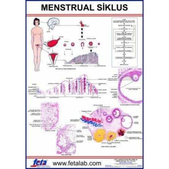 Oscar Menstrual Siklus Eğitim Plakası