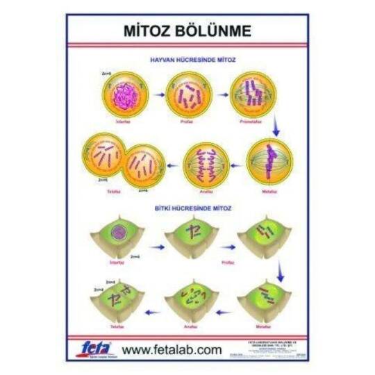 Oscar Mitoz Bölünme Levhası