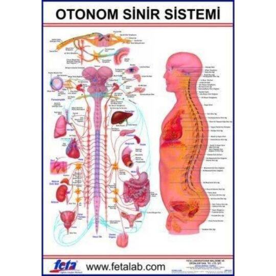 Oscar Otonom Sinirlerin İç Organlar Üzerine Etkilerini Gösteren Eğitim Plakası