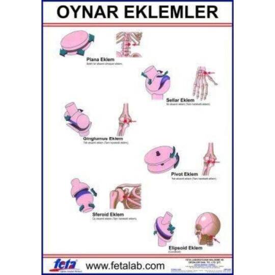 Oscar Oynar Eklem Hareketlerini Gösteren Eğitim Plakası