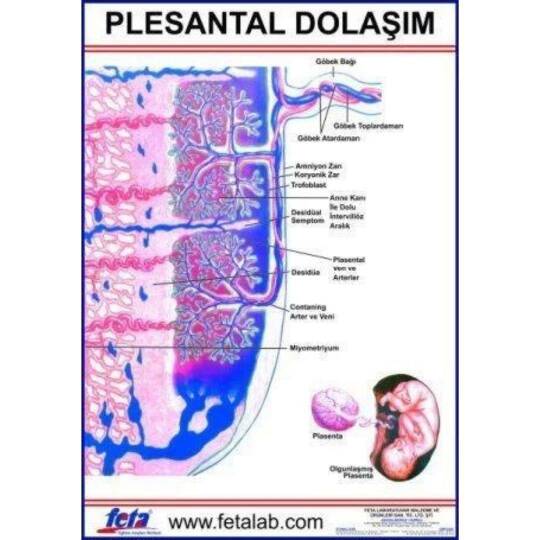 Oscar Plasental Dolaşım Levhası