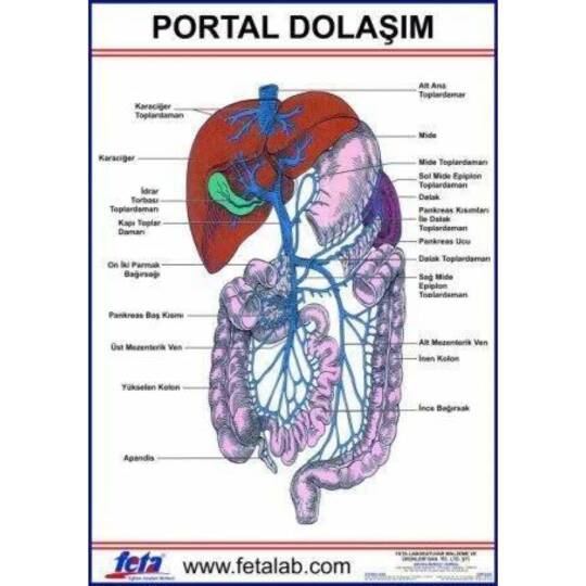 Oscar Portal Dolaşım Eğitim Plakası