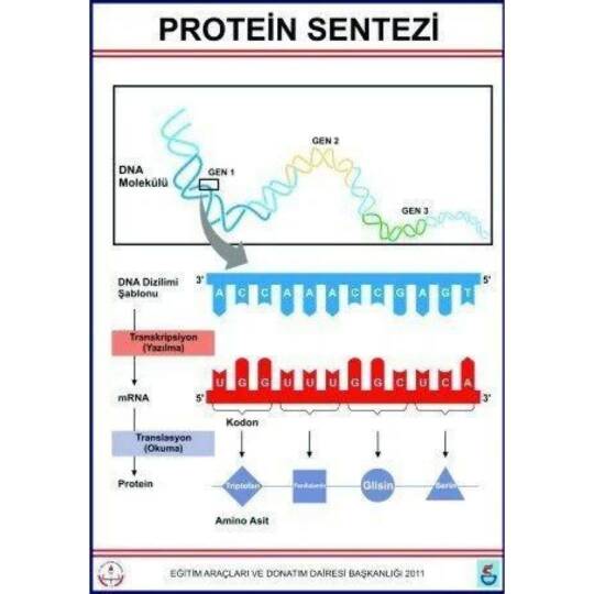 Oscar Protein Sentezi Levhası (70X100 Cm)