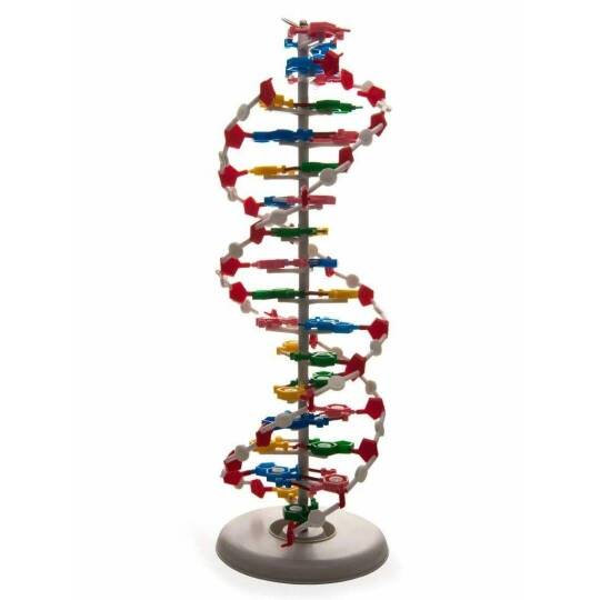 Oscar Protein Yapısı Modeli