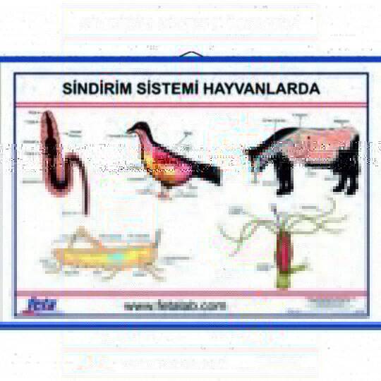Oscar Sindirim Sistemi Levhası (İnsanda)