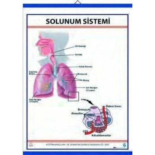Oscar Solunum Sistemi (Kaplı, 70X100)