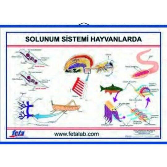 Oscar Solunum Sistemi Levhası (Hayvanlarda)