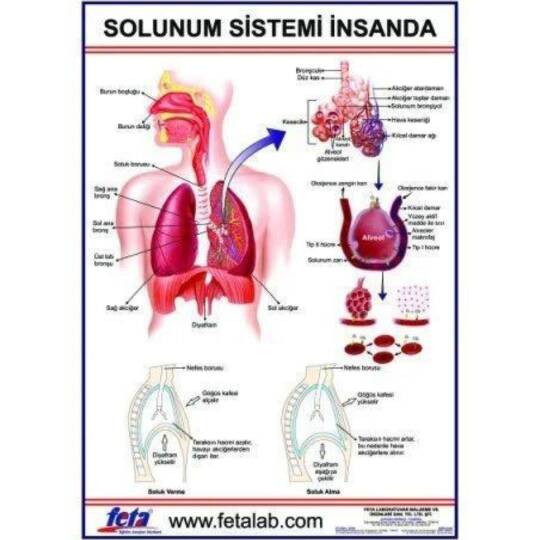 Oscar Solunum Sistemi Levhası (İnsanda)